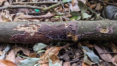 Phlebiopsis crassa