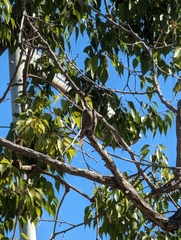 Phoenicurus ochruros