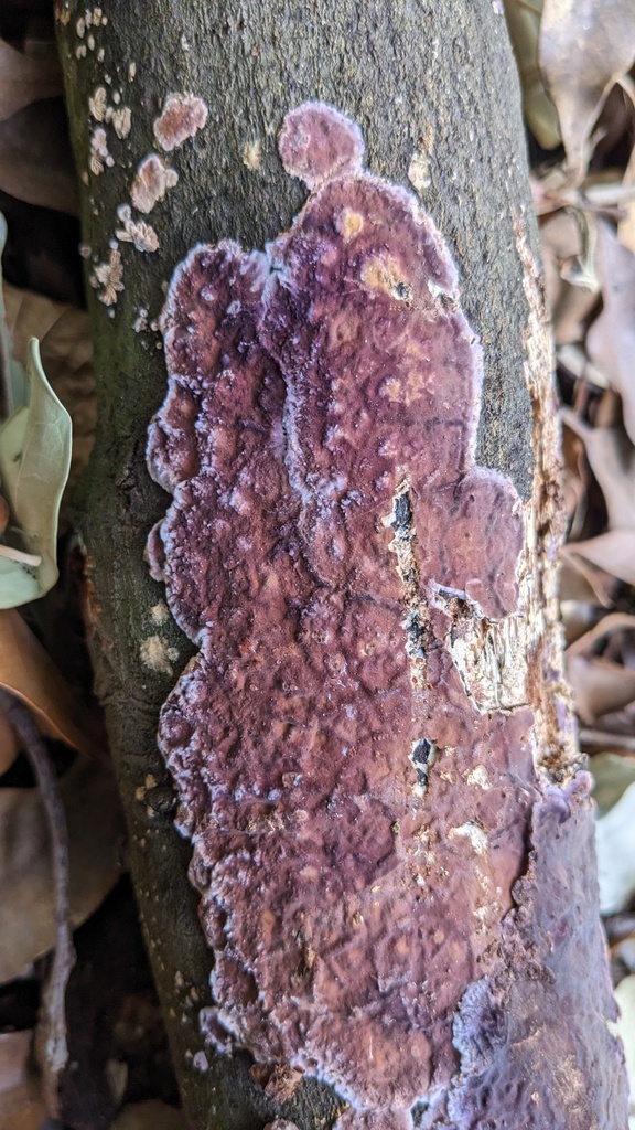 Phlebiopsis crassa · February 2023 · photo: © atsushi_nakajima_cirque (iNaturalist, cc-by)