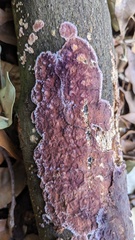 Phlebiopsis crassa