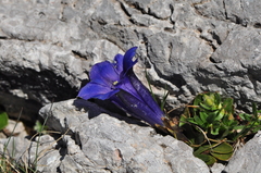 Gentiana clusii