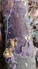 Phlebiopsis crassa