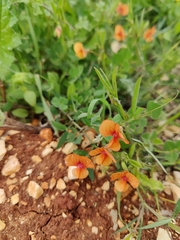 Lathyrus hierosolymitanus