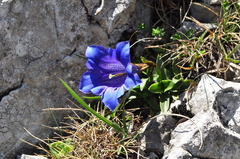 Gentiana clusii