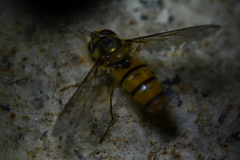 Episyrphus
