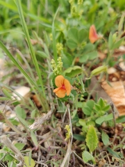 Lathyrus hierosolymitanus