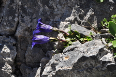 Gentiana clusii