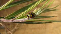 Cheilomenes sulphurea