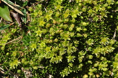 Cherleria sedoides