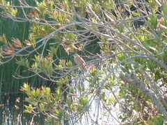 Cercotrichas galactotes