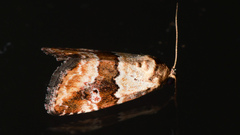 Maliattha amorpha