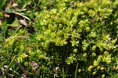 Cherleria sedoides