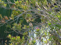 Cercotrichas galactotes