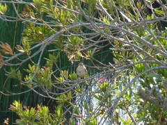 Cercotrichas galactotes