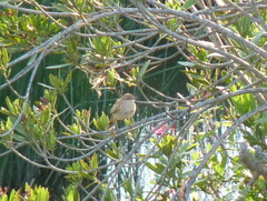 Cercotrichas galactotes