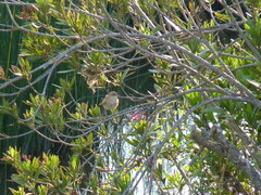 Cercotrichas galactotes