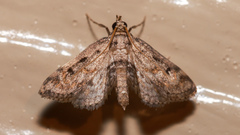 Parapoynx crisonalis