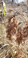 Scirpus pendulus