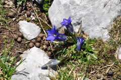 Gentiana clusii