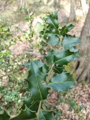 Ilex colchica