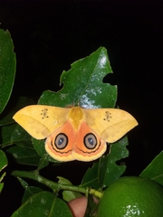 Automeris jucunda