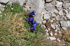 Gentiana clusii