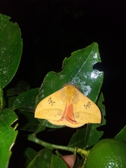Automeris jucunda