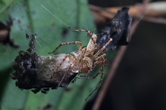 Hamadruas sikkimensis