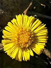 Tussilago farfara