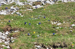 Gentiana clusii