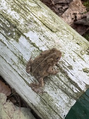 Anaxyrus americanus