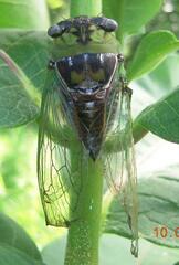 Megatibicen pronotalis