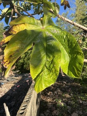Cecropia schreberiana