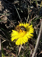 Apis mellifera