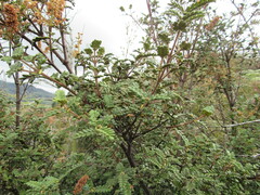 Weinmannia tomentosa