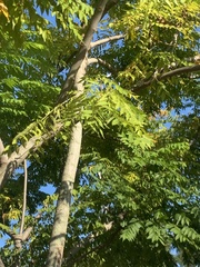 Koelreuteria bipinnata