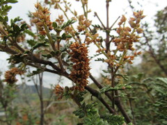 Weinmannia tomentosa