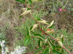 Muehlenbeckia tamnifolia