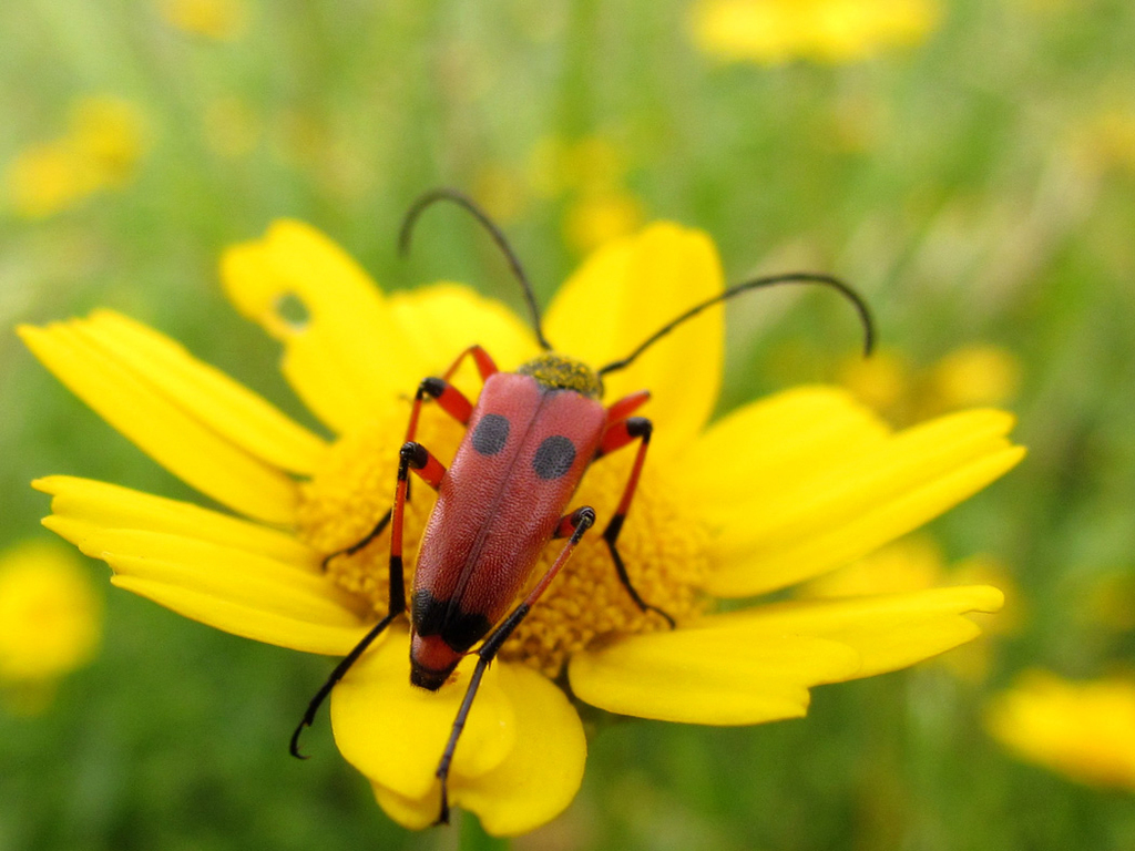 Nustera