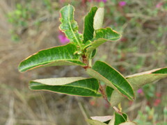 Muehlenbeckia tamnifolia
