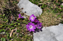Primula clusiana