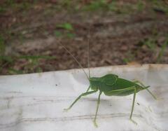 Pterophylla camellifolia