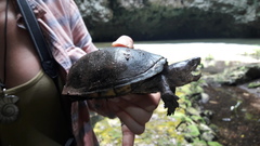 Kinosternon creaseri