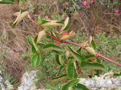 Muehlenbeckia tamnifolia