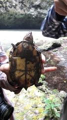 Kinosternon creaseri