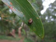 Harmonia