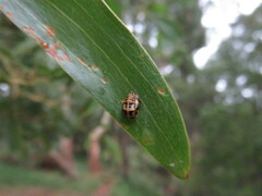 Harmonia