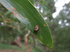 Harmonia