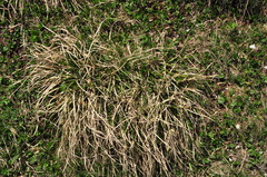 Carex sempervirens