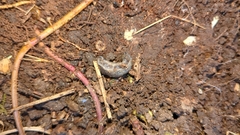 Tandonia budapestensis